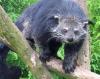 Feral Bearcat's picture